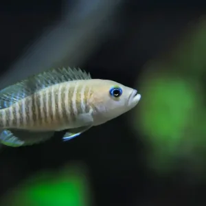 Vielgestreifter Schneckenbuntbarsch (Neolamprologus multifasciatus) Markenprodukt